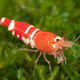 Image for article titled Scientists Announce Shrimp Just As Dumb As They Thought